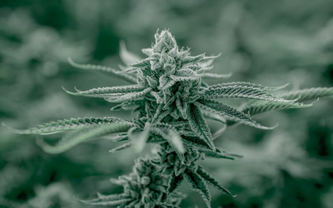White Widow Weed: A Classic That Never Fades