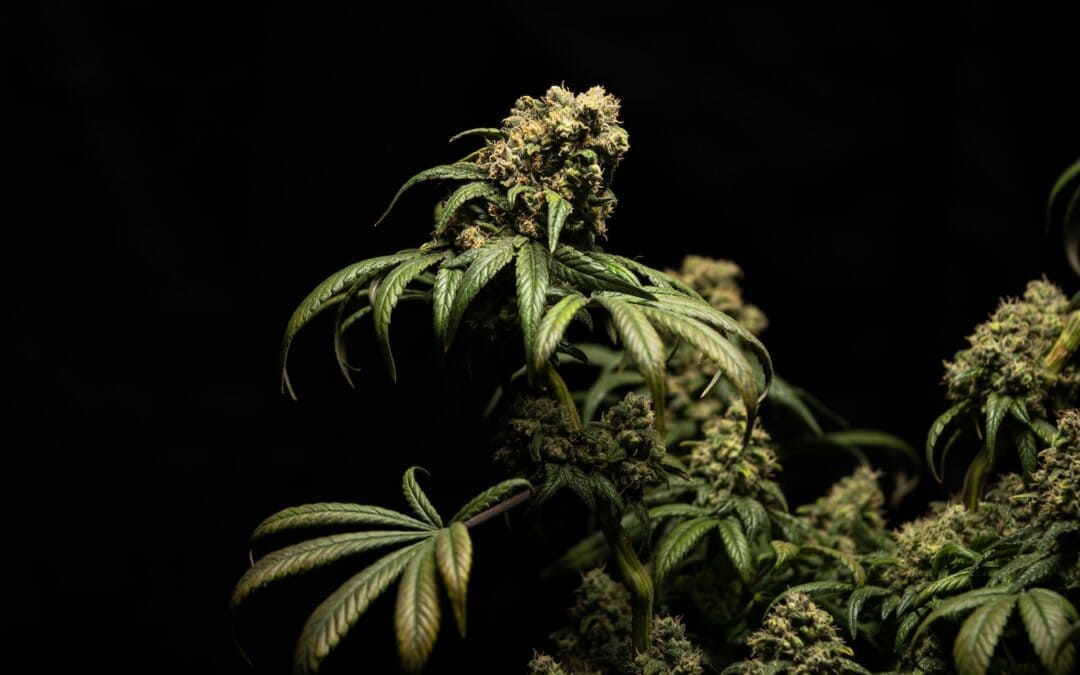 The Force Is Strong with Skywalker OG
