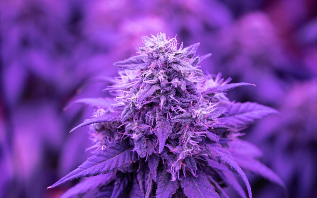 Why Purple Haze Has Stood the Test of Time