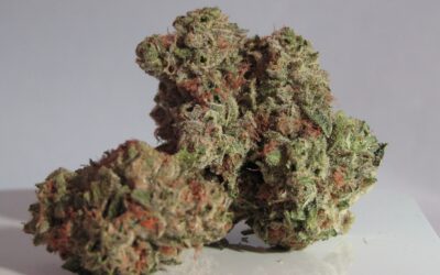 Where Can You Safely Purchase THCa?