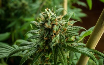 Jack Herer Sativa Cannabis Strain
