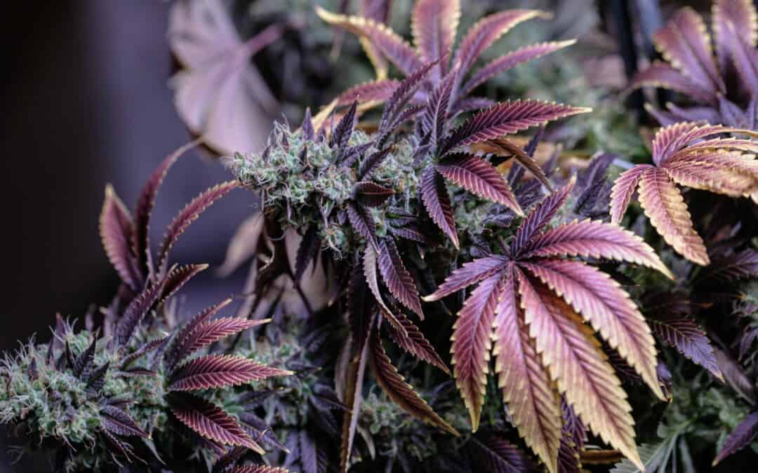 Violet Fog: This THCa Flower Strain Is Taking Over