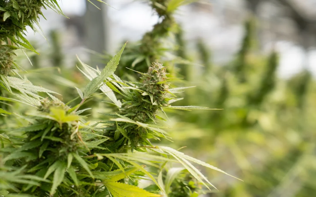 How to Grow THCa Flower at Home
