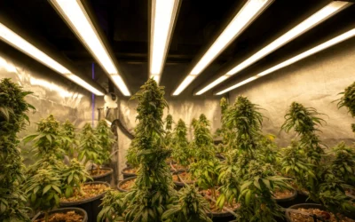 How to Access The Mints Dispensary Online