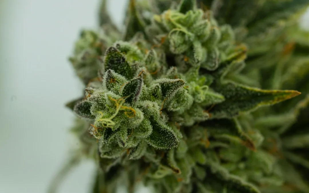Sunset Sherbet Cannabis Strain: A Journey Into Excellence