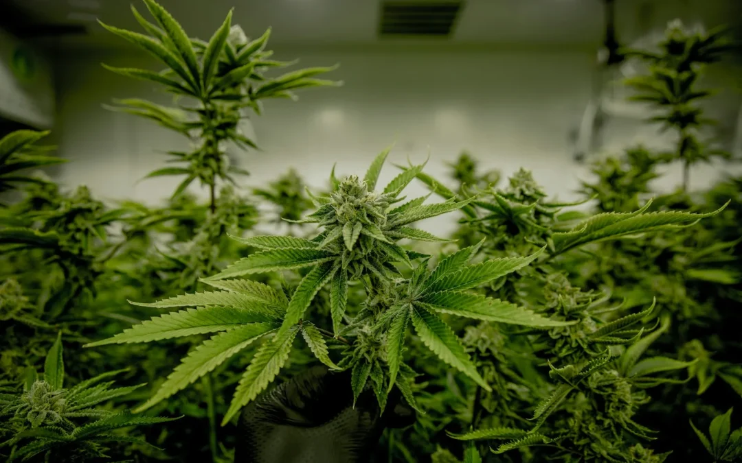 OG Kush Cannabis Strain: History, Culture, and Influence